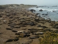 elephant_seal_beach