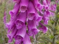 Flowers at Cape Blanco