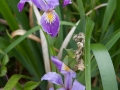 Flowers at Cape Blanco