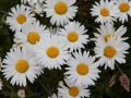 Flowers at Cape Blanco