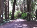 Tree-lined lane at the Emerald Forest of Trinidad