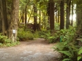 Tree-lined lane at the Emerald Forest of Trinidad