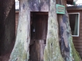 TeleStump at the Emerald Forest of Trinidad