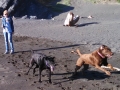 Jasmine and Pepper playing on the beach at Humbug Mountain State Park