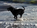 Pepper playing in the surf at Humbug Mountain State Park