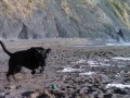 Pounce! Pepper having a ball at Humbug Mountain State Park