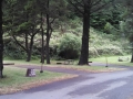 Back-In campsites on Loop-B at Humbug Mountain campground