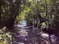 Bush Creek flows past Humbug Mountain campground