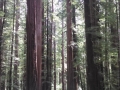 Humboldt Redwoods along the scenic drive to the Lost Coast