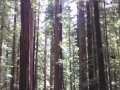 Humboldt Redwoods along the scenic drive to the Lost Coast