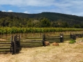 Anderson Valley Wine Country - Pennyroyal Farm