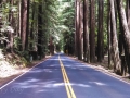 CA-128 Navarro Redwoods