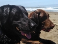 Pepper and Jasmine at Manchester Beach