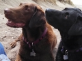 Pepper and Jasmine at Manchester Beach