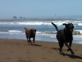 Pepper and Jasmine playing in the surf