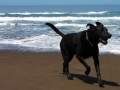 Pepper playing in the surf