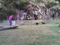 Spacious dog park at the Manchester Beach / Mendocino Coast KOA