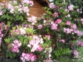 Azalia flowers at the Manchester Beach / Mendocino Coast KOA