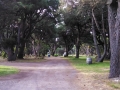 Shady lanes and pull-thru sites at the Manchester Beach / Mendocino Coast KOA