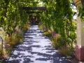 Castoro_Winery_Arbor