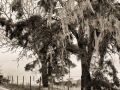 Castoro_winery_mossy_trees