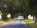 Paso_Robles_backroad1