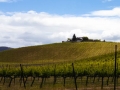 Paso_Robles_vinyards1