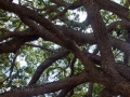 live_oak_branches