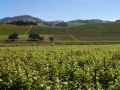 Sonoma Wine Country