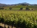 Sonoma Wine Country