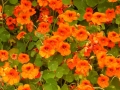 Colorful Nasturtiums at Port Orford