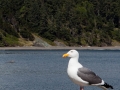 Seagull on pier at Port Orford