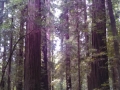 Avenue of the Giants Redwoods