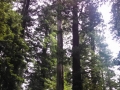 Avenue of the Giants Redwoods