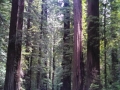 Avenue of the Giants Redwoods