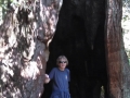 Kim at Lady Bird Johnson Grove Redwoods