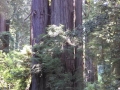 Kim at Prairie Creek Redwoods