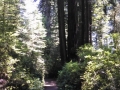 Lady Bird Johnson Grove Redwoods