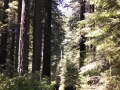 Lady Bird Johnson Grove Redwoods