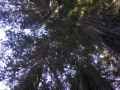 Lady Bird Johnson Grove Redwoods