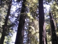 Lady Bird Johnson Grove Redwoods