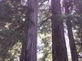 Lady Bird Johnson Grove Redwoods