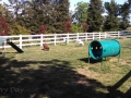 Dog park at the San Francisco North / Petaluma KOA