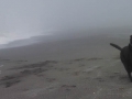 Pepper playing on the beach near Trinidad