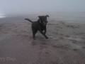 Pepper playing on the beach near Trinidad