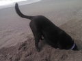 Pepper having a blast digging in the sand