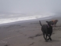 Jasmine and Pepper playing on the beach near Trinidad