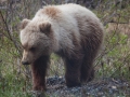 2nd Year Grizzly Cub - Denali NP