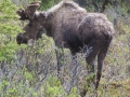 Bull Moose - Denali NP