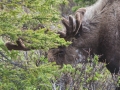 Bull Moose - Denali NP